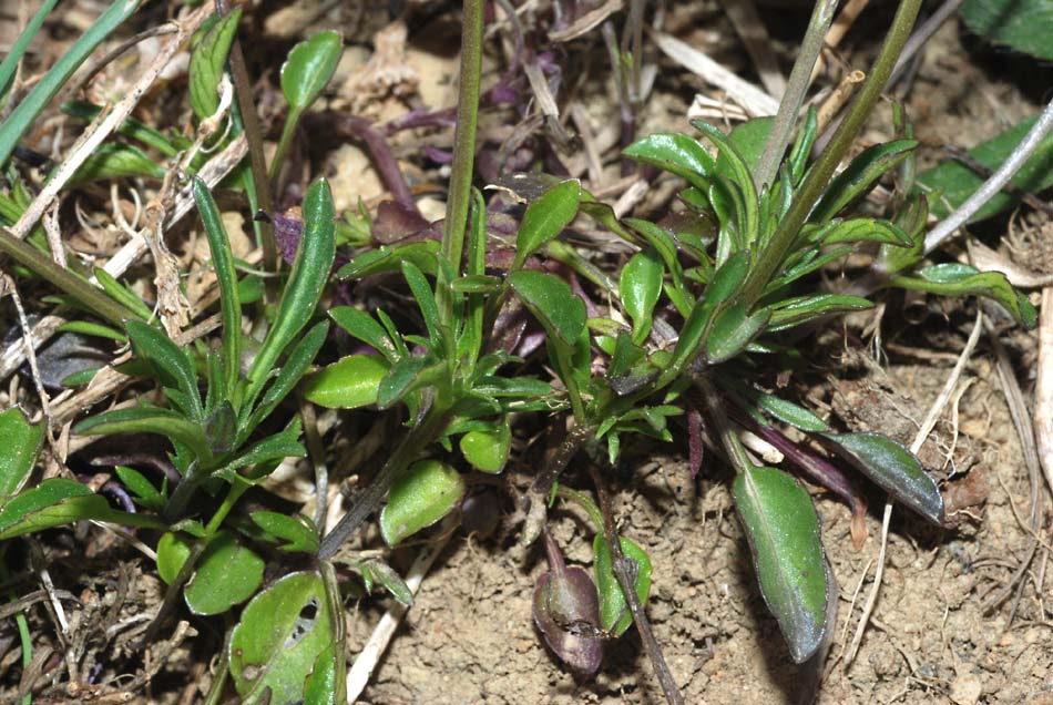 Viola aethnensis / Viola dell''Etna